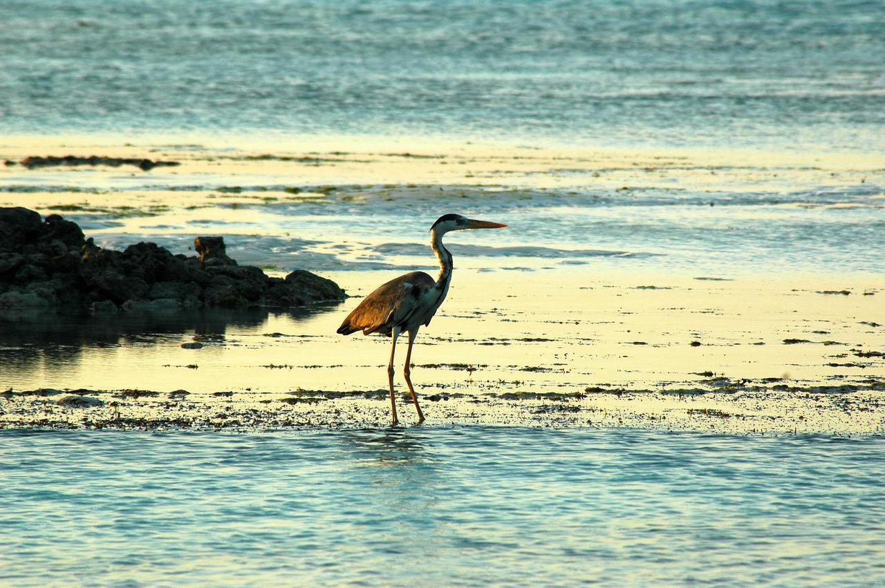 Victoria Lake View Guesthouse & Safaris Entebbe Buitenkant foto