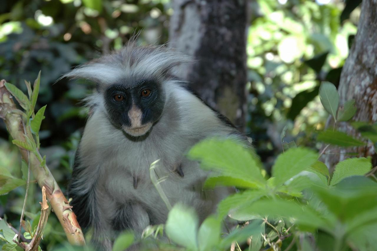 Victoria Lake View Guesthouse & Safaris Entebbe Buitenkant foto