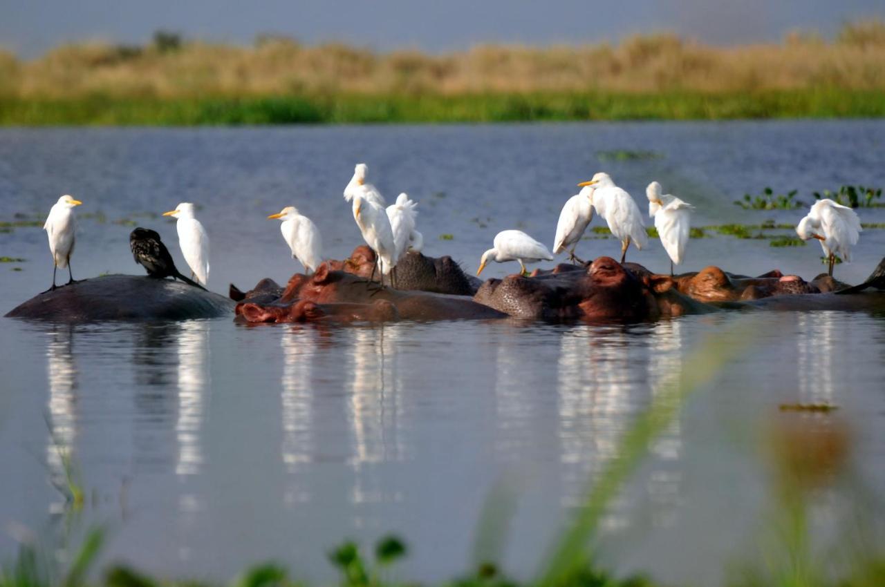 Victoria Lake View Guesthouse & Safaris Entebbe Buitenkant foto