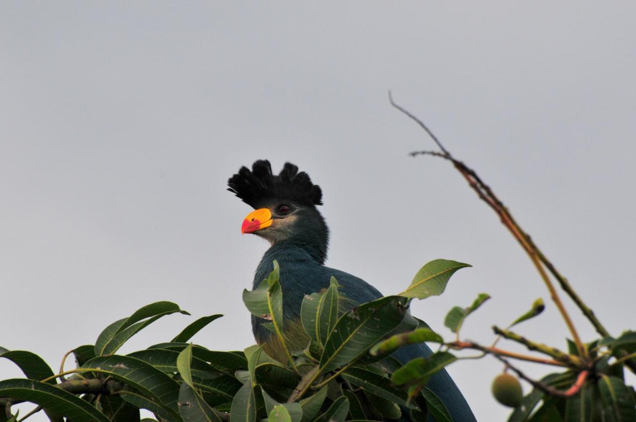 Victoria Lake View Guesthouse & Safaris Entebbe Buitenkant foto